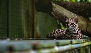 Preview wallpaper cat, predator, big cat, margay