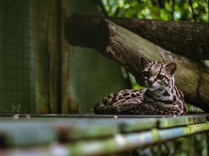 Preview wallpaper cat, predator, big cat, margay
