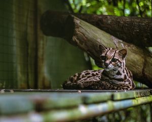 Preview wallpaper cat, predator, big cat, margay