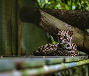 Preview wallpaper cat, predator, big cat, margay
