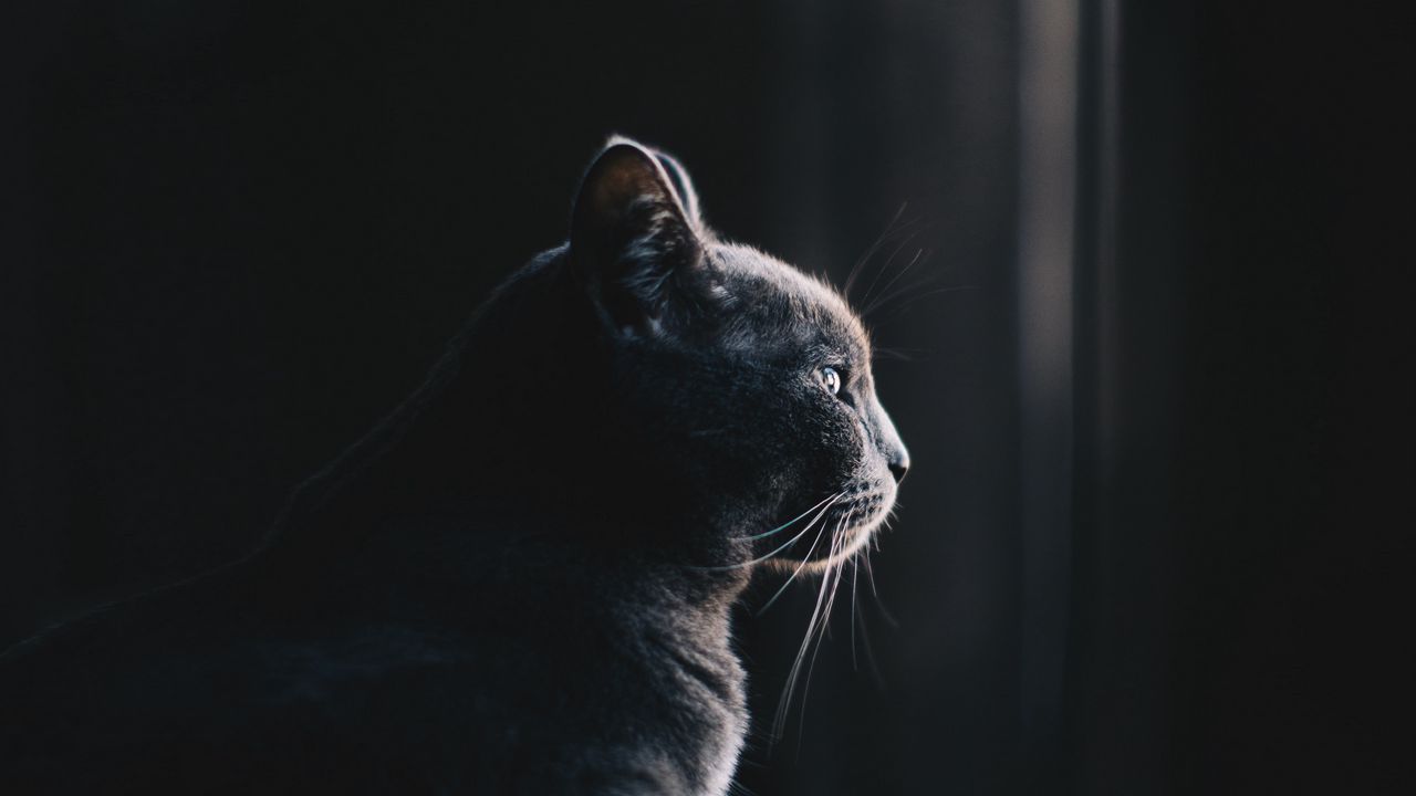Wallpaper cat, profile, dark