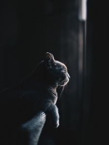 Preview wallpaper cat, profile, dark