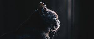 Preview wallpaper cat, profile, dark