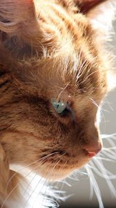 Preview wallpaper cat, profile, face, fluffy, light