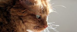 Preview wallpaper cat, profile, face, fluffy, light