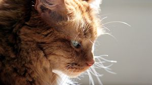 Preview wallpaper cat, profile, face, fluffy, light