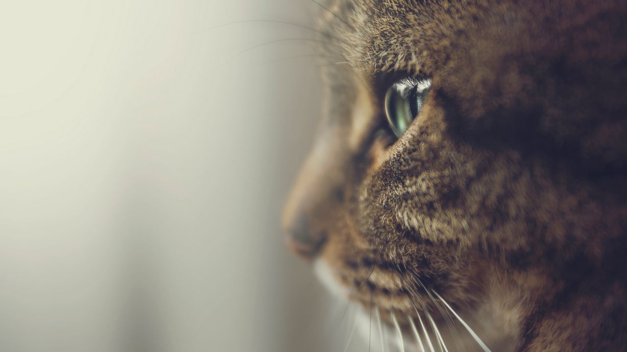 Wallpaper cat, profile, muzzle, eyes