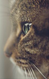 Preview wallpaper cat, profile, muzzle, eyes