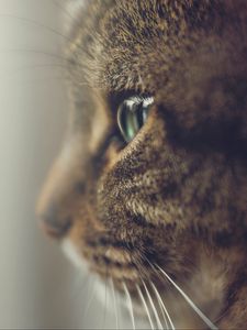 Preview wallpaper cat, profile, muzzle, eyes