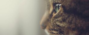 Preview wallpaper cat, profile, muzzle, eyes