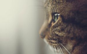 Preview wallpaper cat, profile, muzzle, eyes
