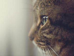 Preview wallpaper cat, profile, muzzle, eyes