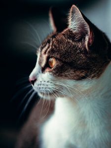 Preview wallpaper cat, profile, pet, glance