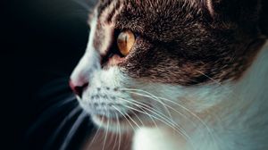 Preview wallpaper cat, profile, pet, glance