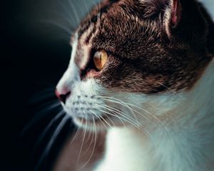 Preview wallpaper cat, profile, pet, glance