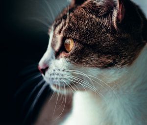 Preview wallpaper cat, profile, pet, glance