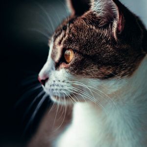 Preview wallpaper cat, profile, pet, glance