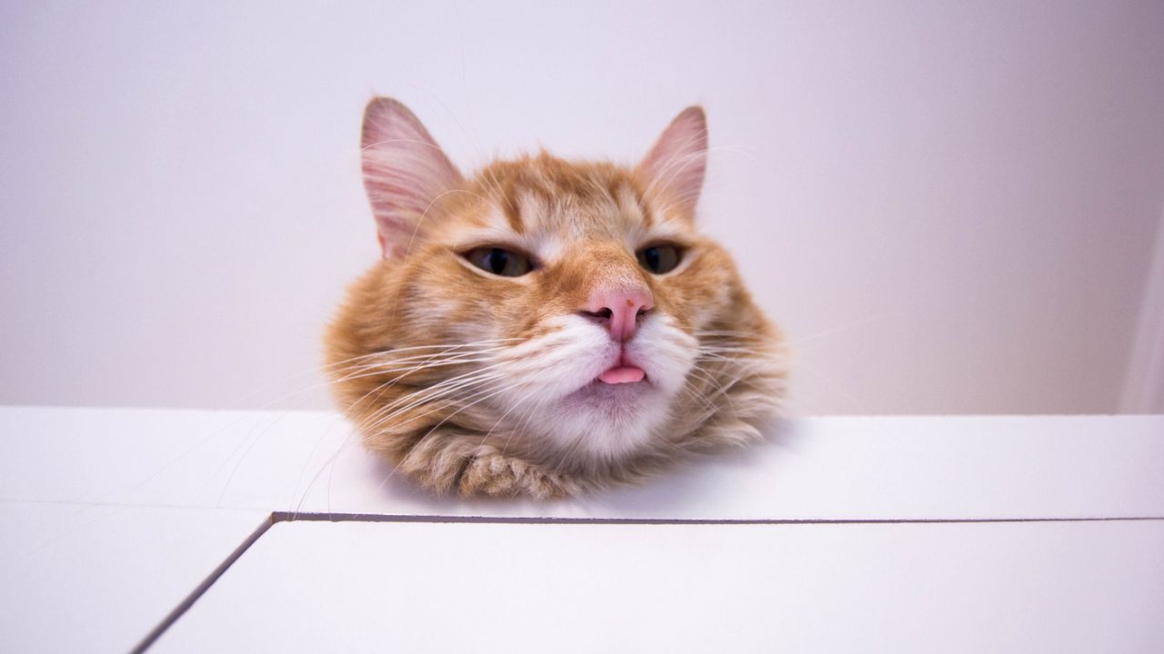 Wallpaper cat, protruding tongue, funny, furry, redhead