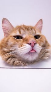 Preview wallpaper cat, protruding tongue, funny, furry, redhead