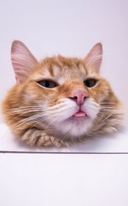 Preview wallpaper cat, protruding tongue, funny, furry, redhead