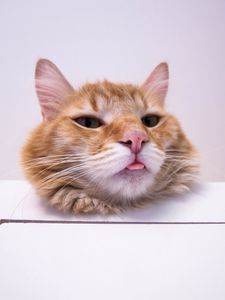 Preview wallpaper cat, protruding tongue, funny, furry, redhead