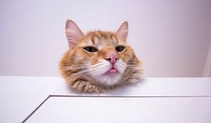 Preview wallpaper cat, protruding tongue, funny, furry, redhead