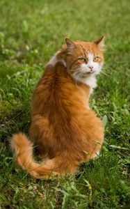 Preview wallpaper cat, protruding tongue, furry, funny