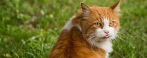 Preview wallpaper cat, protruding tongue, furry, funny