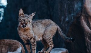 Preview wallpaper cat, protruding tongue, glance, stone, wildlife