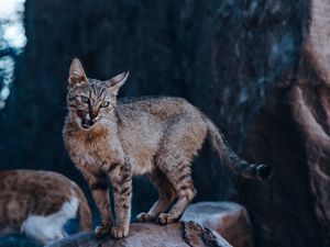 Preview wallpaper cat, protruding tongue, glance, stone, wildlife