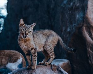 Preview wallpaper cat, protruding tongue, glance, stone, wildlife