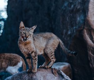 Preview wallpaper cat, protruding tongue, glance, stone, wildlife