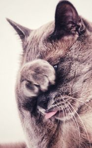 Preview wallpaper cat, protruding tongue, hide, funny