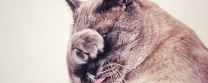 Preview wallpaper cat, protruding tongue, hide, funny