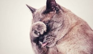 Preview wallpaper cat, protruding tongue, hide, funny