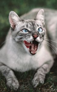 Preview wallpaper cat, protruding tongue, muzzle