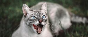 Preview wallpaper cat, protruding tongue, muzzle