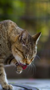 Preview wallpaper cat, protruding tongue, paw, pet, animal