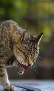 Preview wallpaper cat, protruding tongue, paw, pet, animal