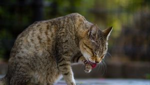 Preview wallpaper cat, protruding tongue, paw, pet, animal