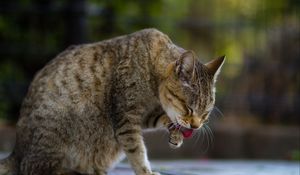 Preview wallpaper cat, protruding tongue, paw, pet, animal