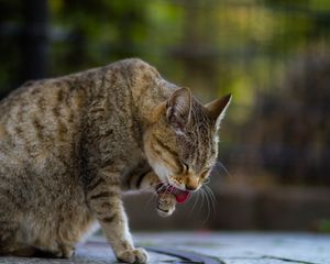 Preview wallpaper cat, protruding tongue, paw, pet, animal