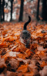Preview wallpaper cat, protruding tongue, pet, foliage, dry