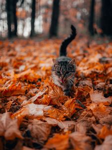 Preview wallpaper cat, protruding tongue, pet, foliage, dry