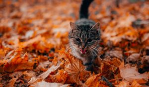 Preview wallpaper cat, protruding tongue, pet, foliage, dry