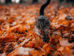 Preview wallpaper cat, protruding tongue, pet, foliage, dry