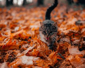 Preview wallpaper cat, protruding tongue, pet, foliage, dry