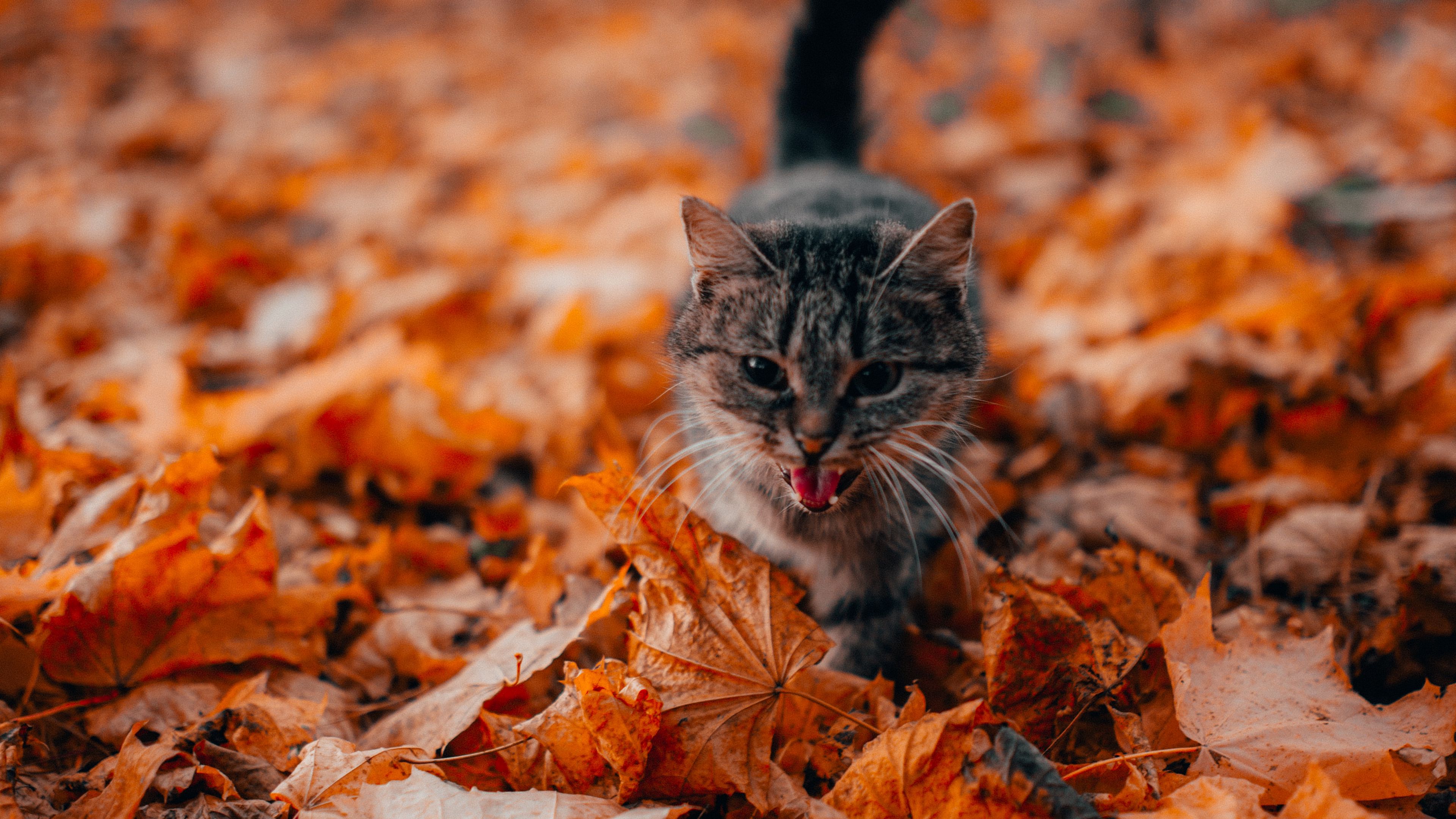 download-wallpaper-3840x2160-cat-protruding-tongue-pet-foliage-dry