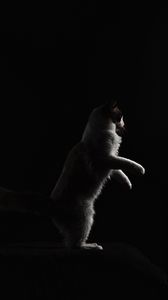 Preview wallpaper cat, protruding tongue, pet, funny, black