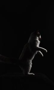 Preview wallpaper cat, protruding tongue, pet, funny, black